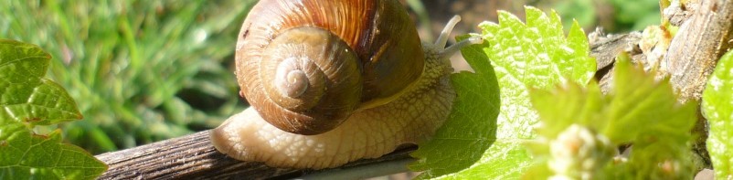 Wald- und Heideland e. V.