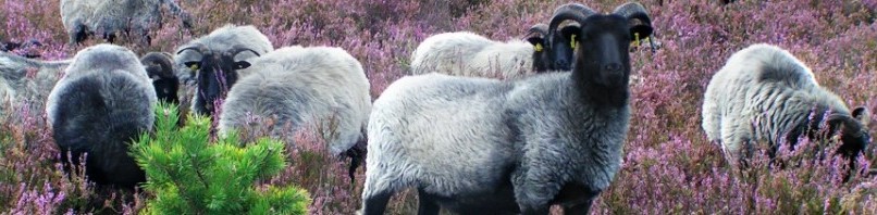 Wald- und Heideland e. V.